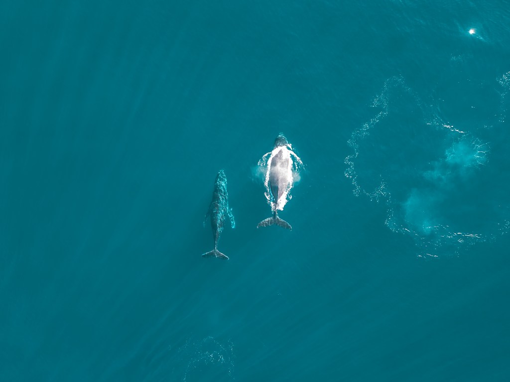 holistic life coaching and personal growth life coach australia life coach sunshine coast 